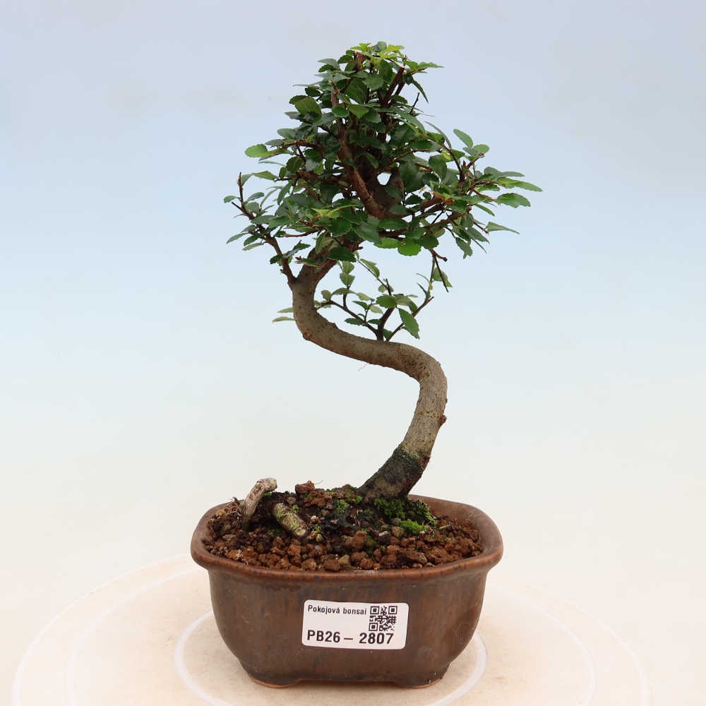 Pokojová bonsai - Ulmus parvifolia - Malolistý jilm