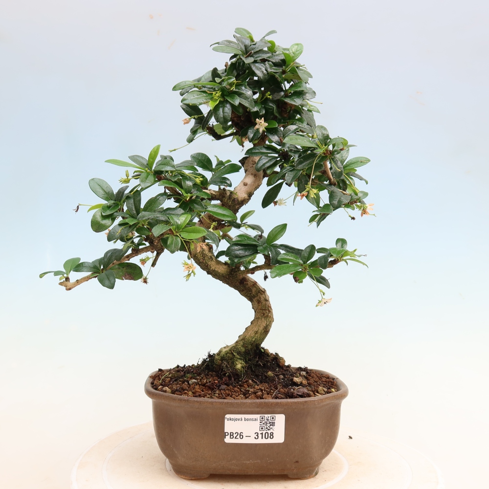 Pokojová bonsai - Carmona macrophylla - Čaj fuki