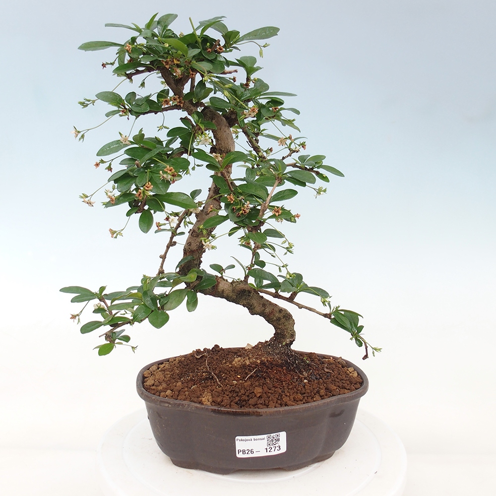 Pokojová bonsai - Carmona macrophylla - Čaj fuki