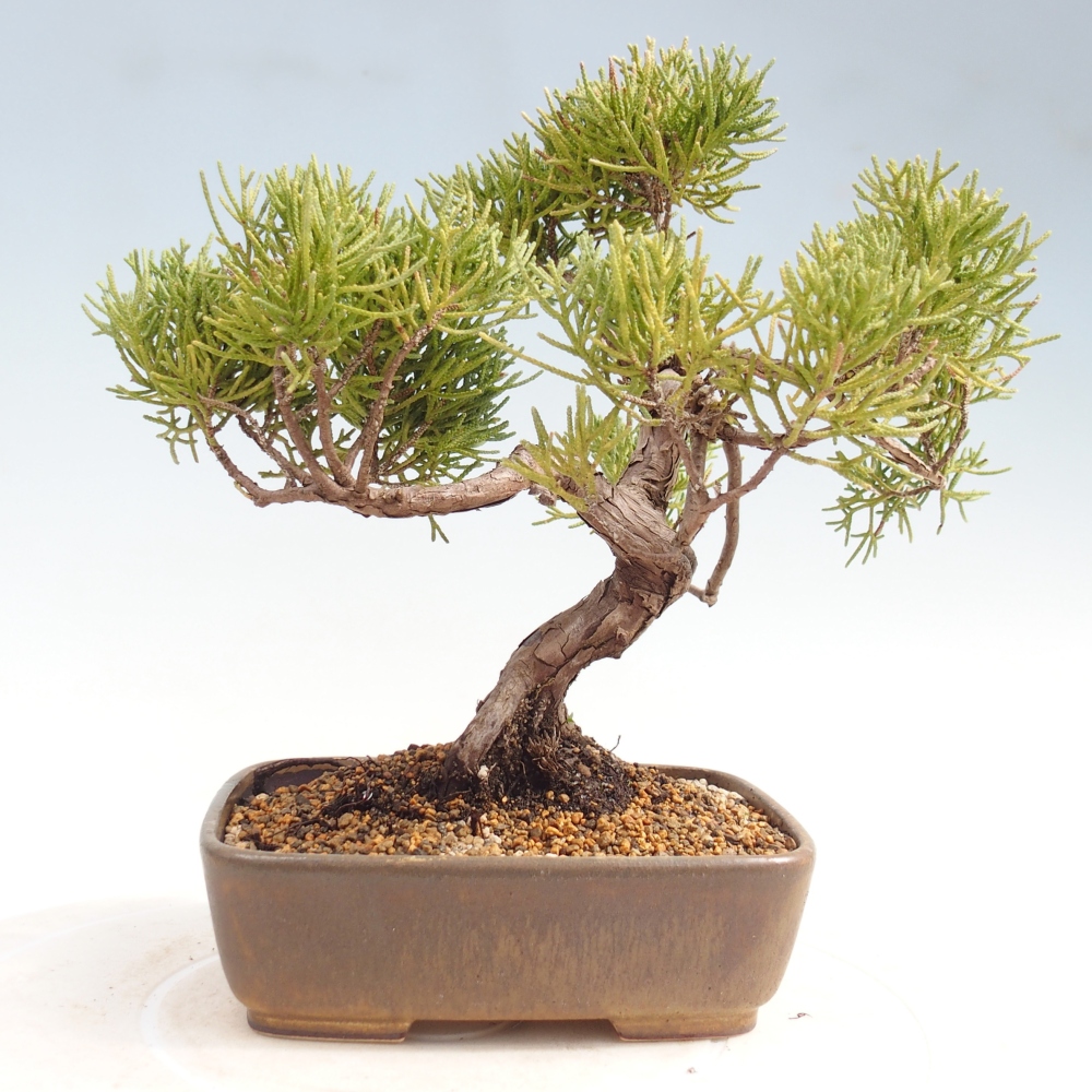 Venkovní bonsai - Juniperus chinensis Kishu -Jalovec čínský