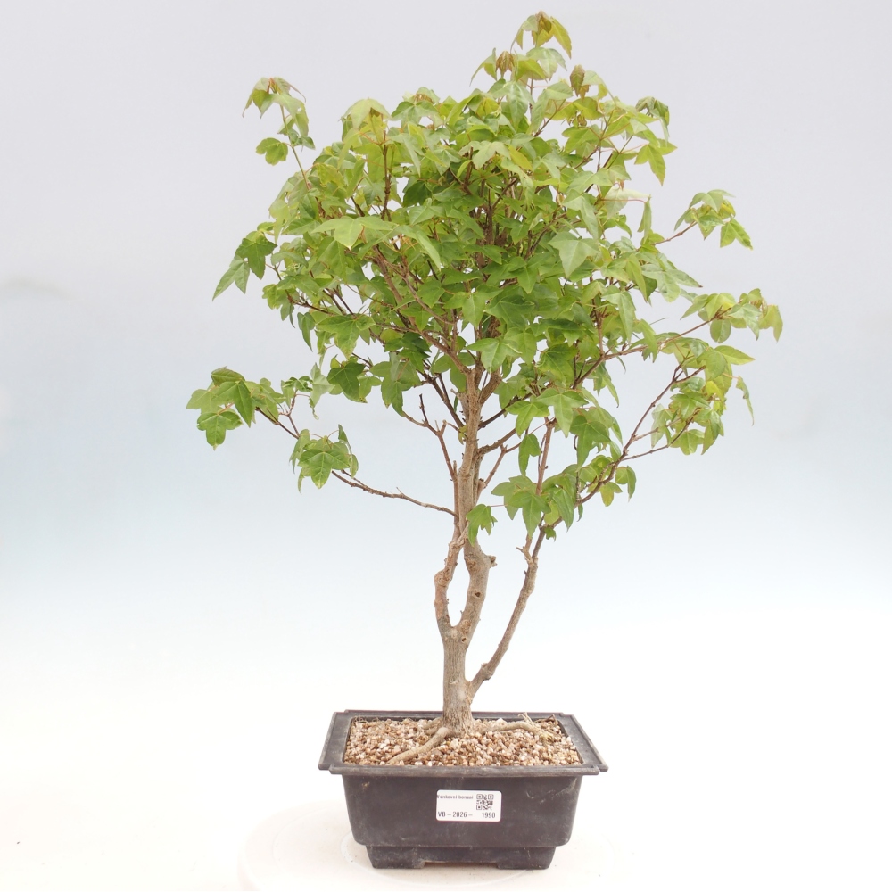 Venkovní bonsai - Acer Buergerianum - Javor Burgerův