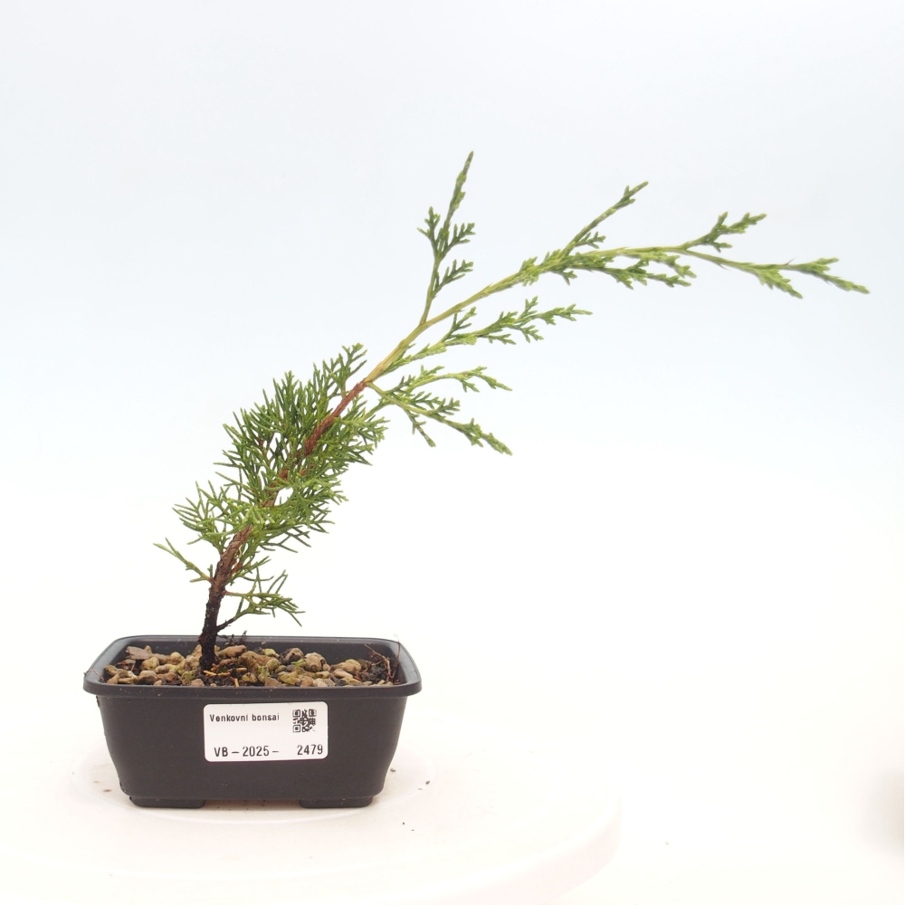 Venkovní bonsai - Juniperus chinensis Itoigawa -Jalovec čínský