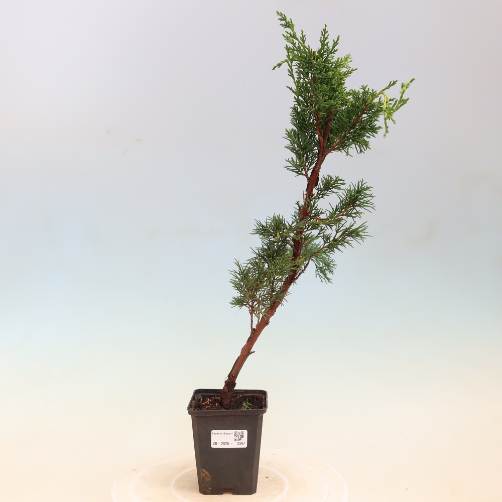 Venkovní bonsai - Juniperus chinensis Kishu -Jalovec čínský