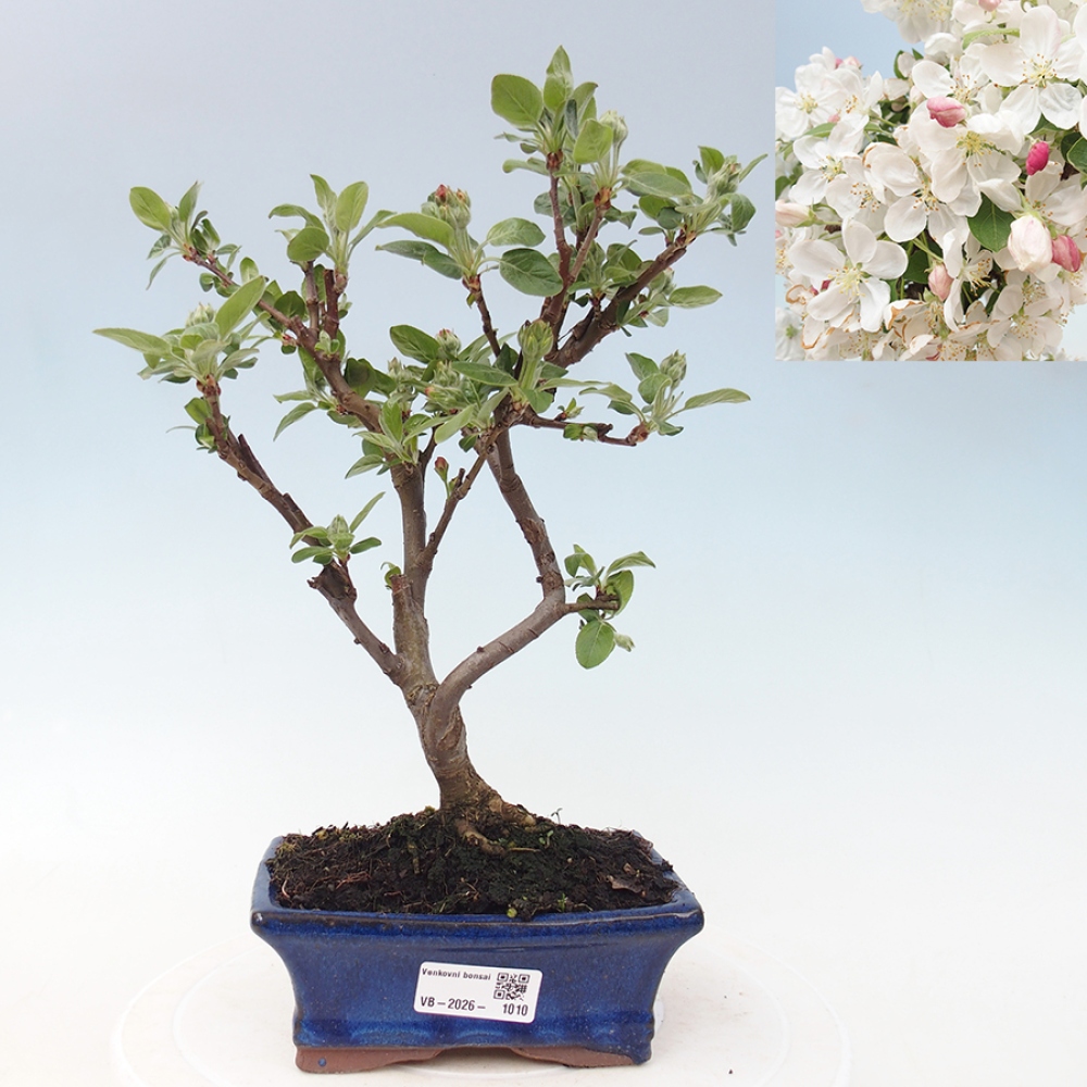Venkovní bonsai -Malus halliana - Maloplodá jabloň