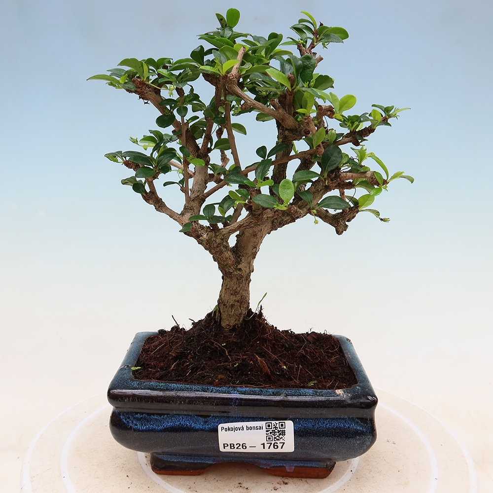 Pokojová bonsai - Carmona macrophylla - Čaj fuki