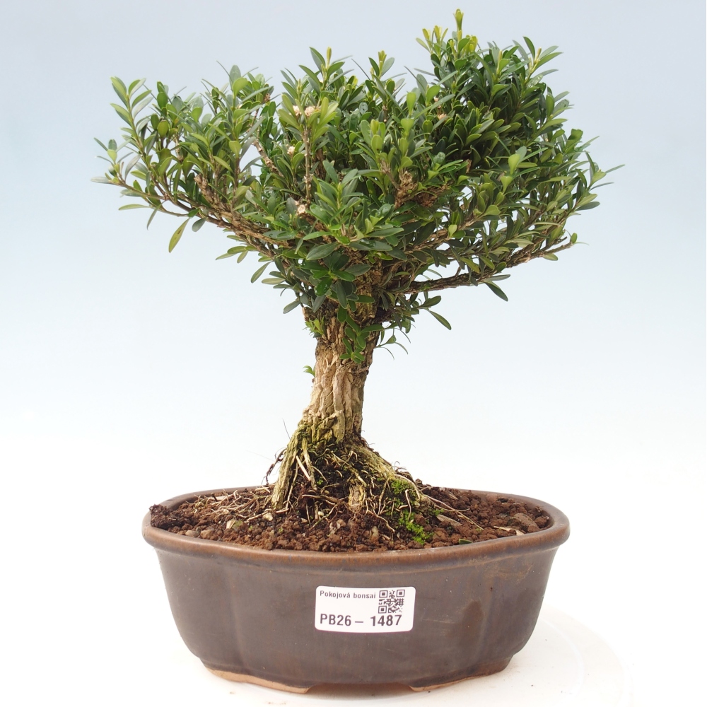 Pokojová bonsai - Buxus harlandii - korkový buxus