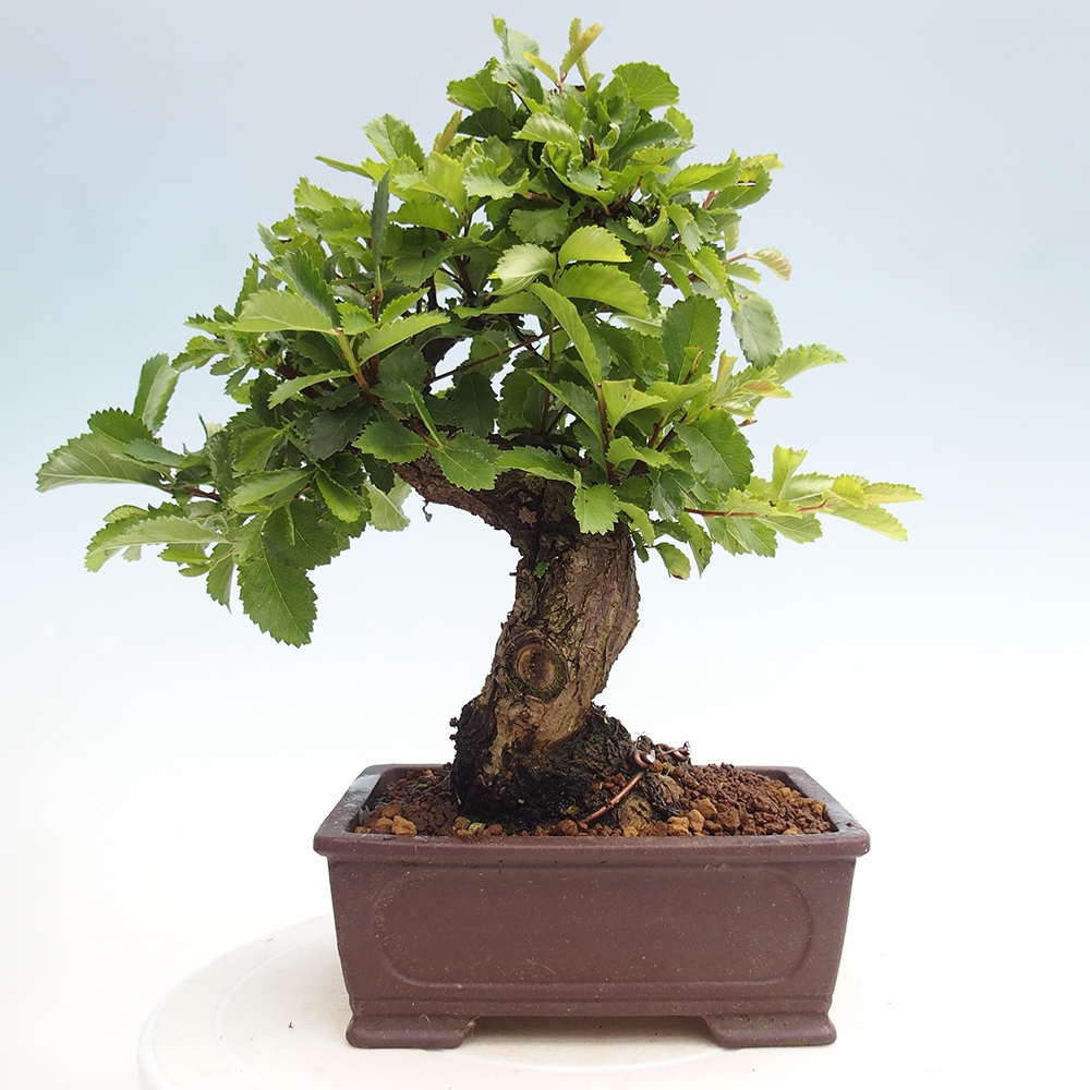 Venkovní bonsai - Zelkova - Zelkova NIRE