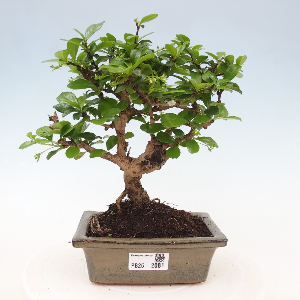 Pokojová bonsai - Carmona macrophylla - Čaj fuki