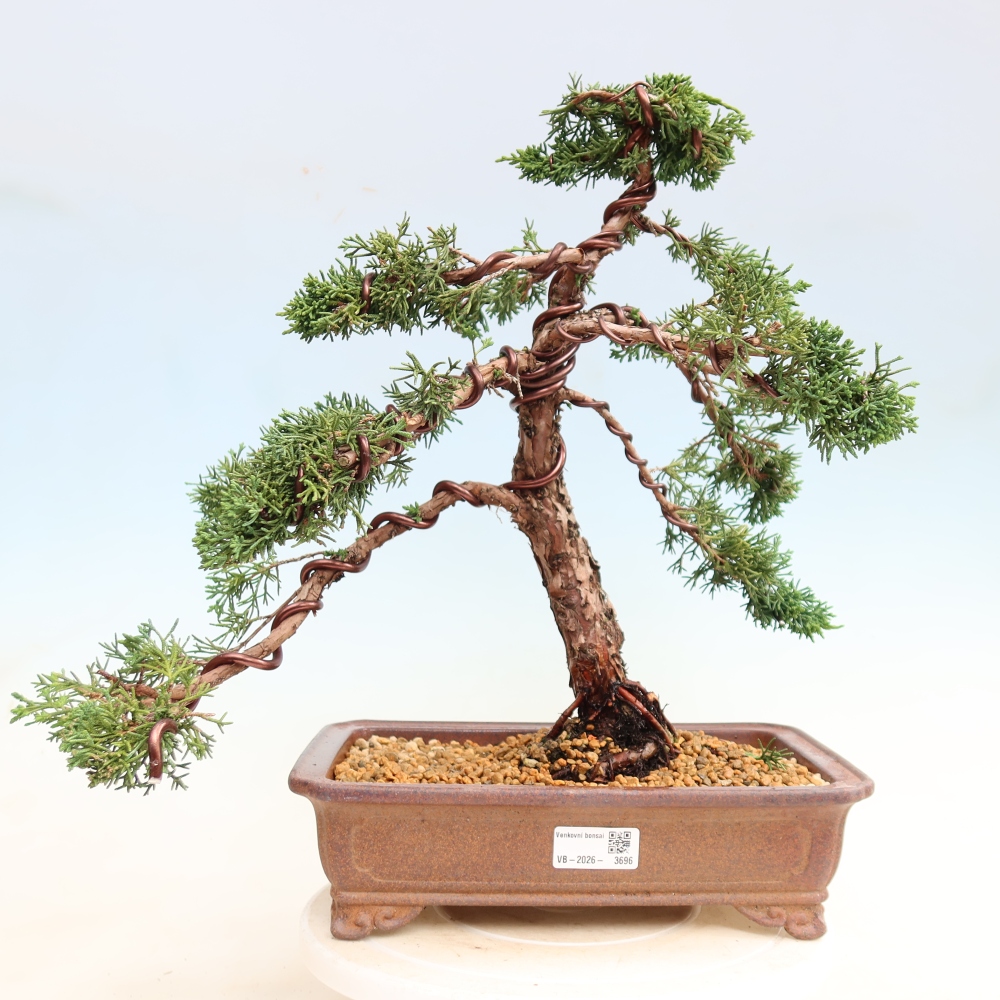 Venkovní bonsai - Juniperus chinensis Kishu -Jalovec čínský