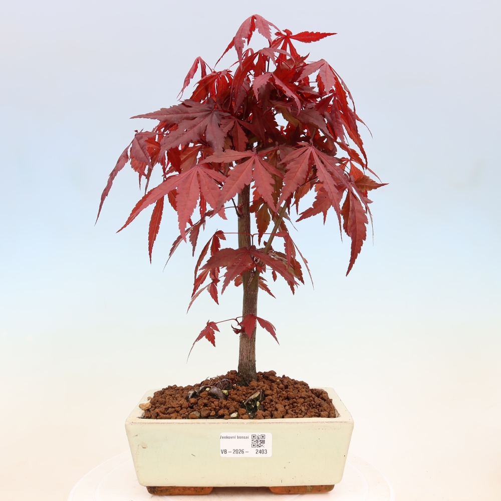 Venkovní bonsai - Acer palm. Atropurpureum-Javor dlanitolistý