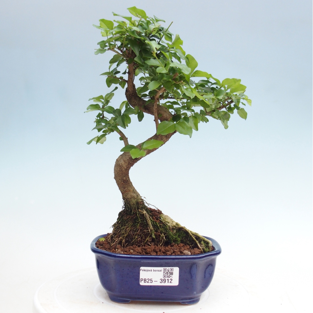 Pokojová bonsai -Ligustrum chinensis - Ptačí zob