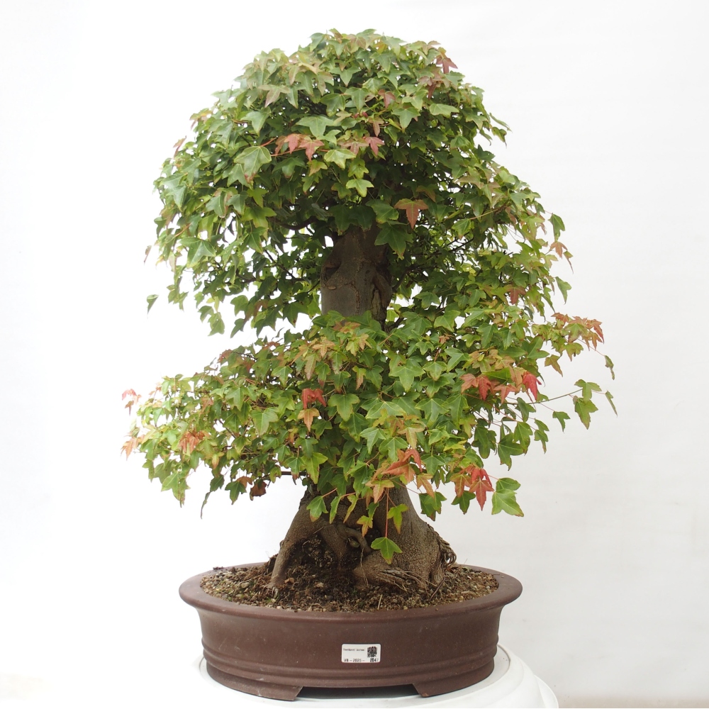 Venkovní bonsai - Acer Buergerianum - Javor Burgerův