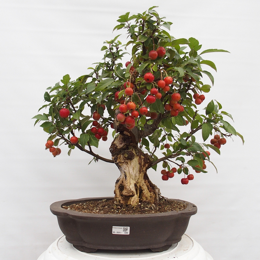 Venkovní bonsai -Malus halliana - Maloplodá jabloň