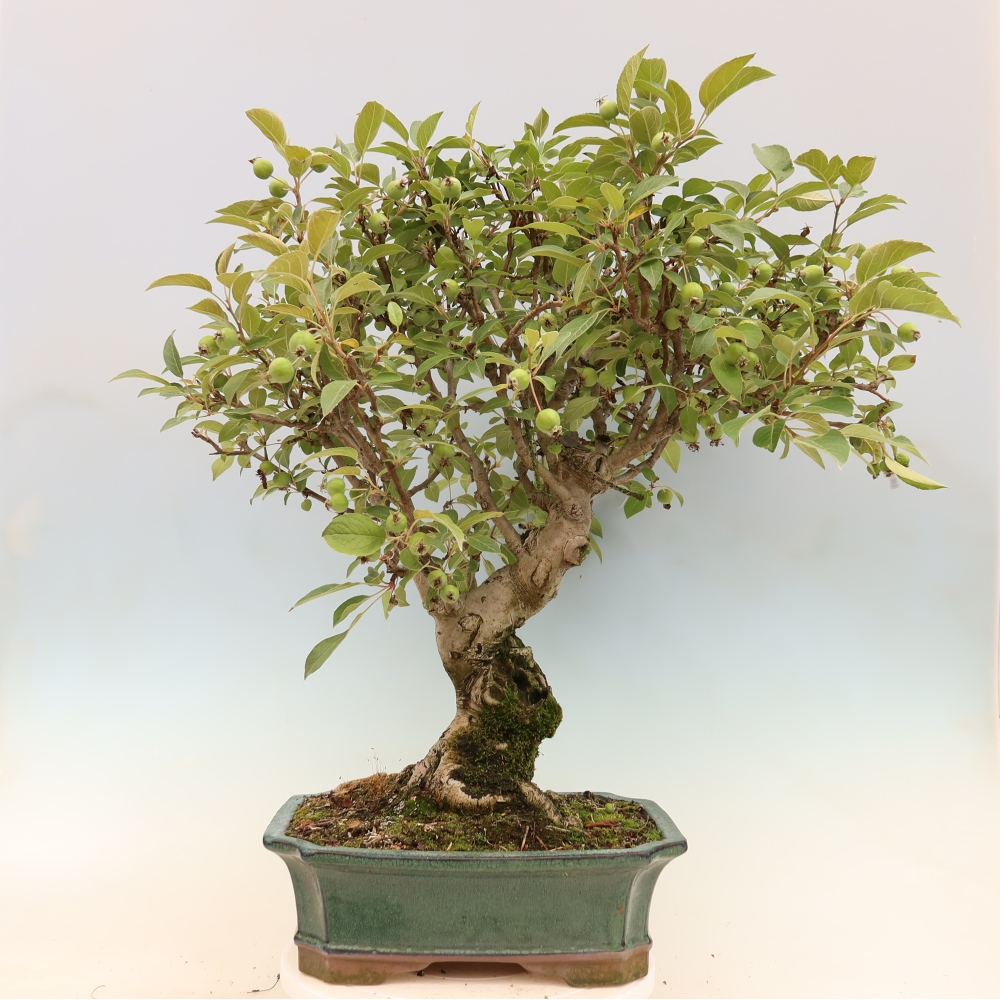 Venkovní bonsai -Malus halliana - Maloplodá jabloň