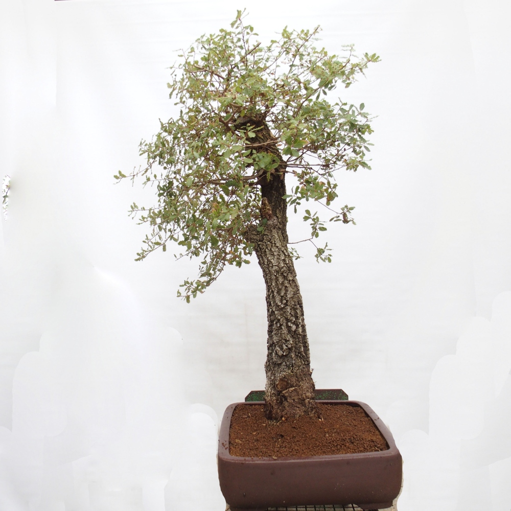 Yamadori - Quercus Ilex -Dub cesmínovitý
