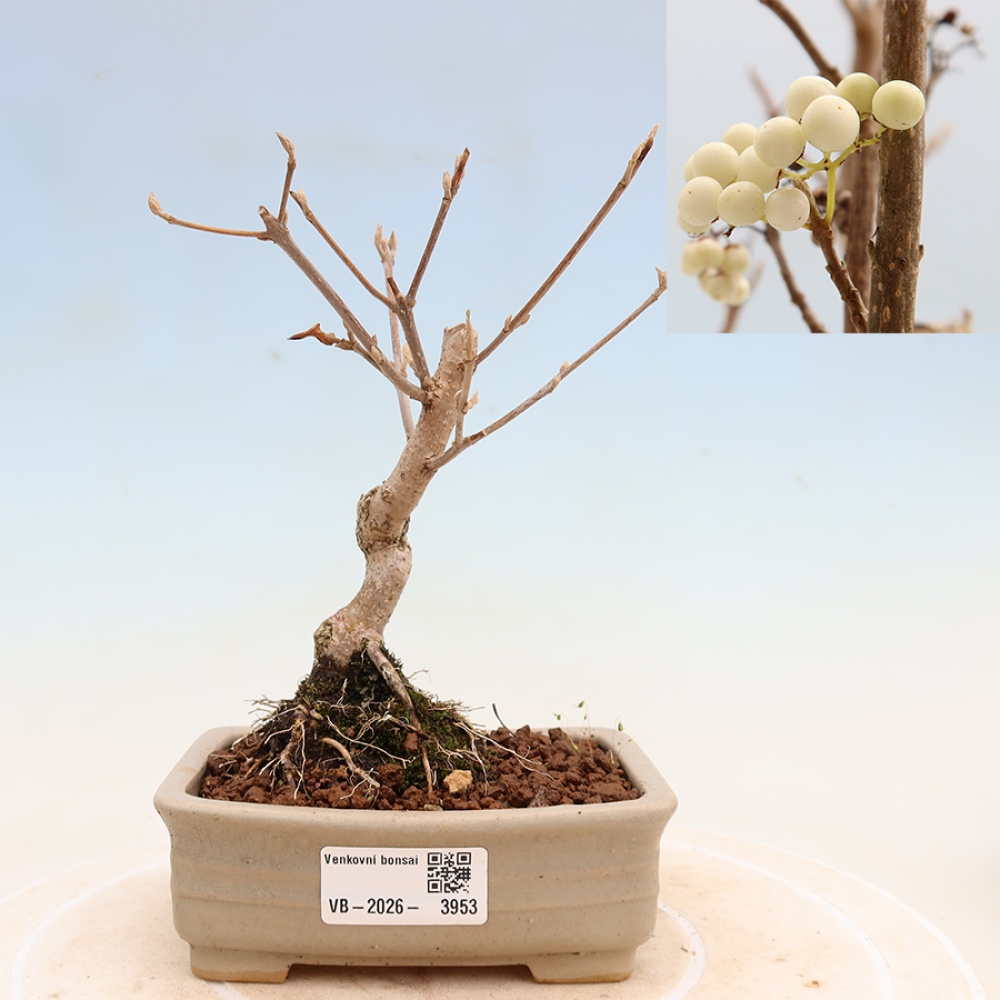 Venkovní bonsai -  Callicarpa bodinieri Snowqueen - Krásnoplodka