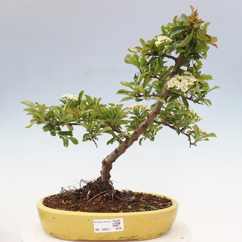 Venkovní bonsai-Pyracanta Teton -Hlohyně