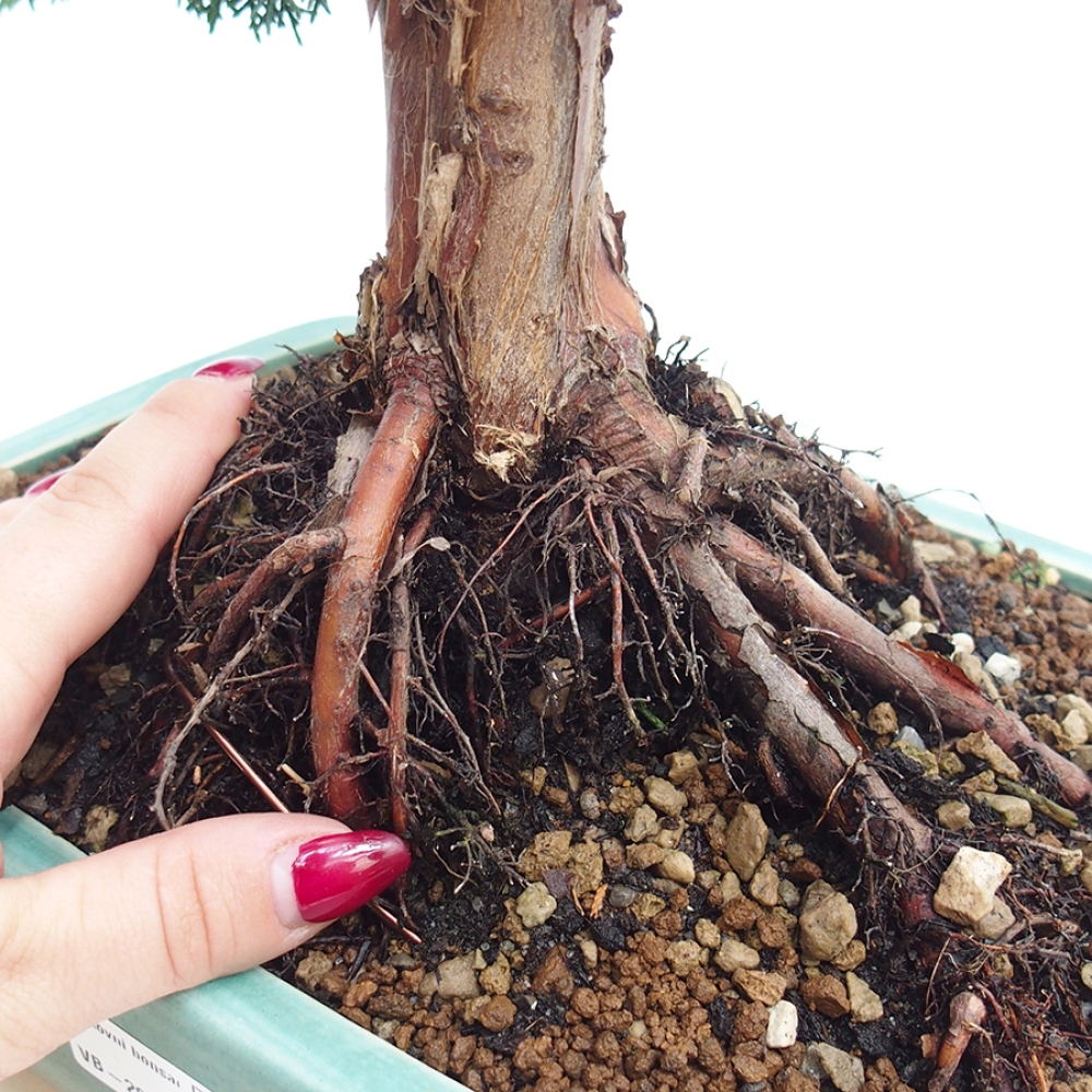 Venkovní bonsai - Juniperus chinensis Kishu -Jalovec čínský