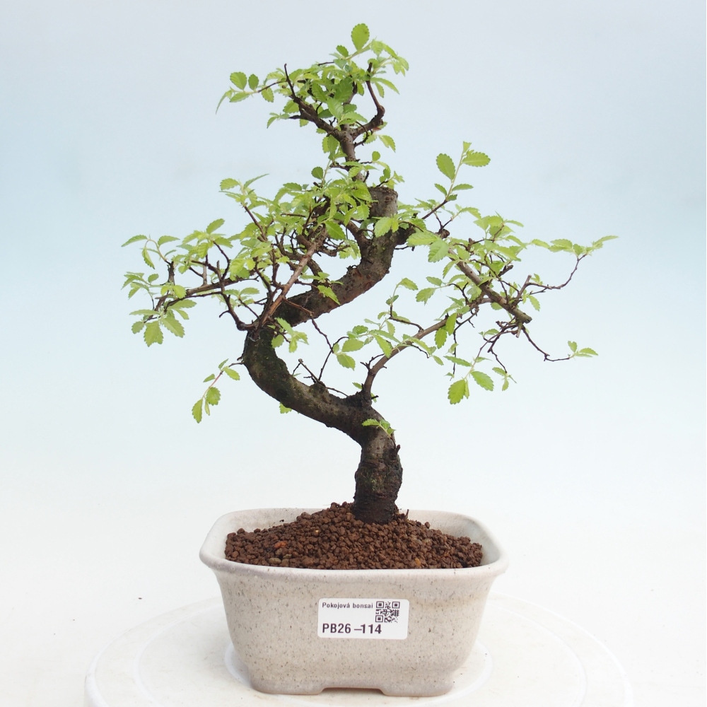 Pokojová bonsai - Ulmus parvifolia - Malolistý jilm