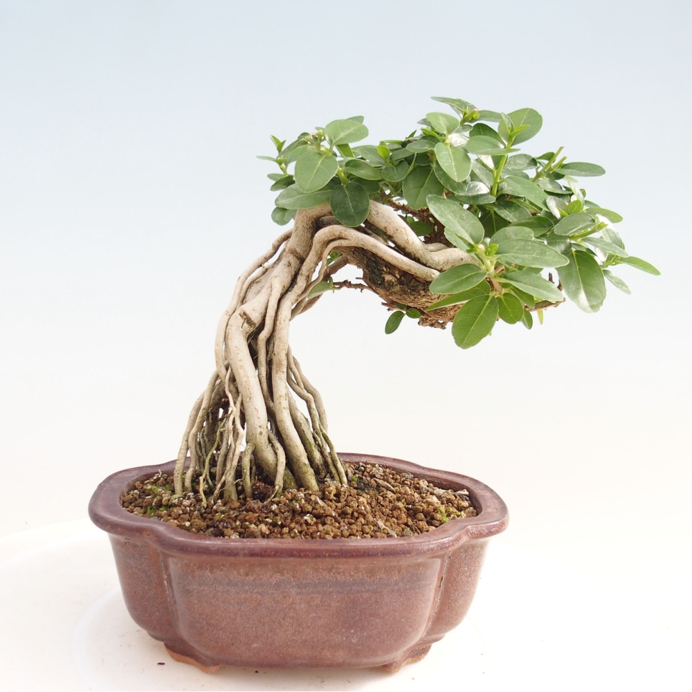 Pokojová bonsai - Premna serratifolia  - Kozlovoň malolistá