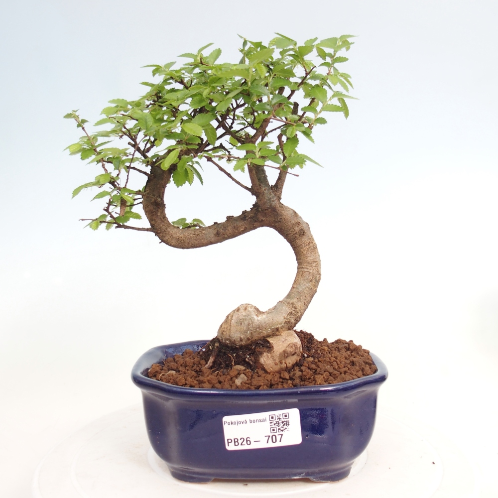 Pokojová bonsai - Ulmus parvifolia - Malolistý jilm