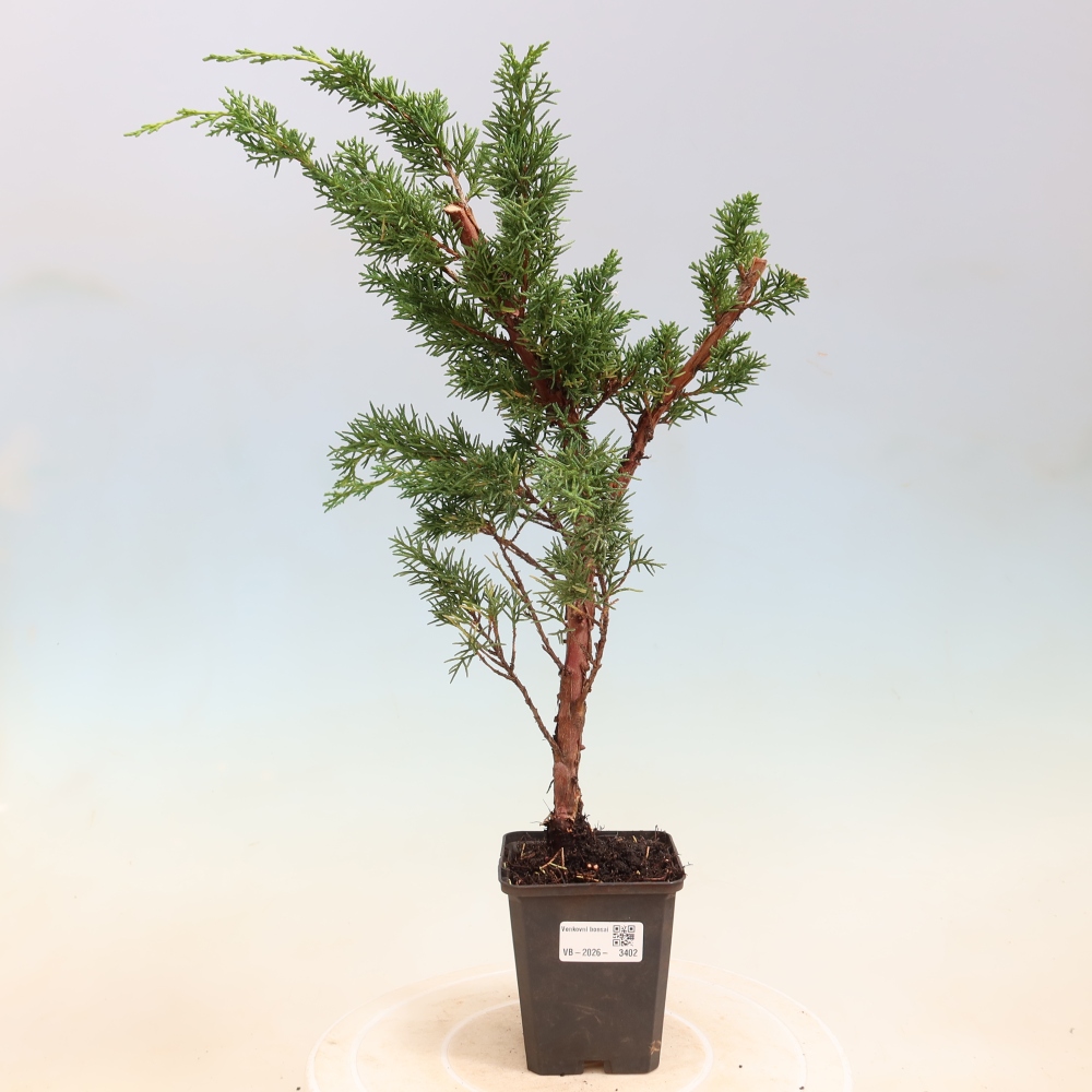 Venkovní bonsai - Juniperus chinensis Kishu -Jalovec čínský