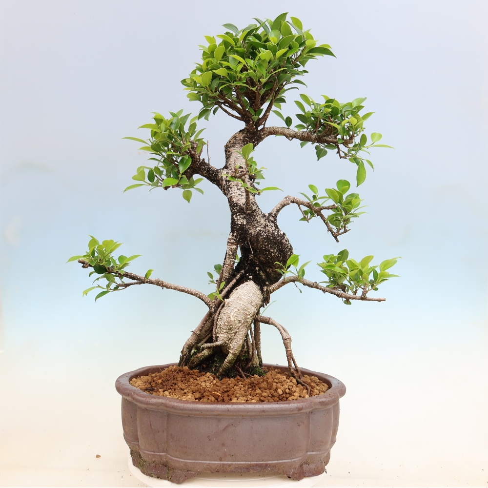Pokojová bonsai - Ficus kimmen -  malolistý fíkus