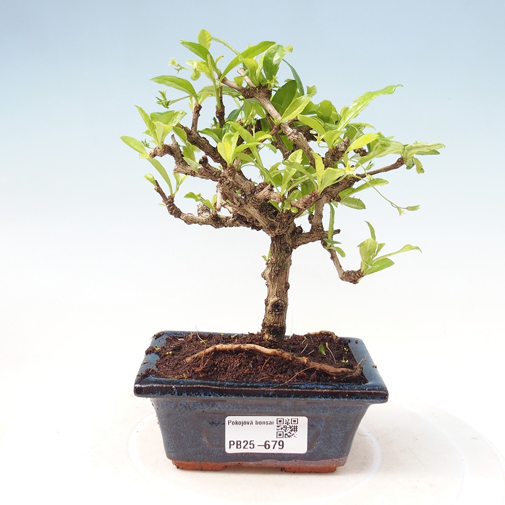 Pokojová bonsai - Carmona macrophylla - Čaj fuki