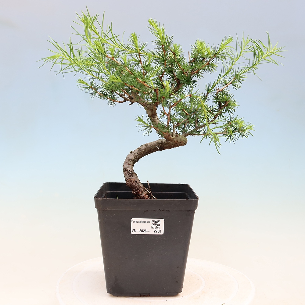 Venkovní bonsai -Larix decidua - Modřín opadavý 