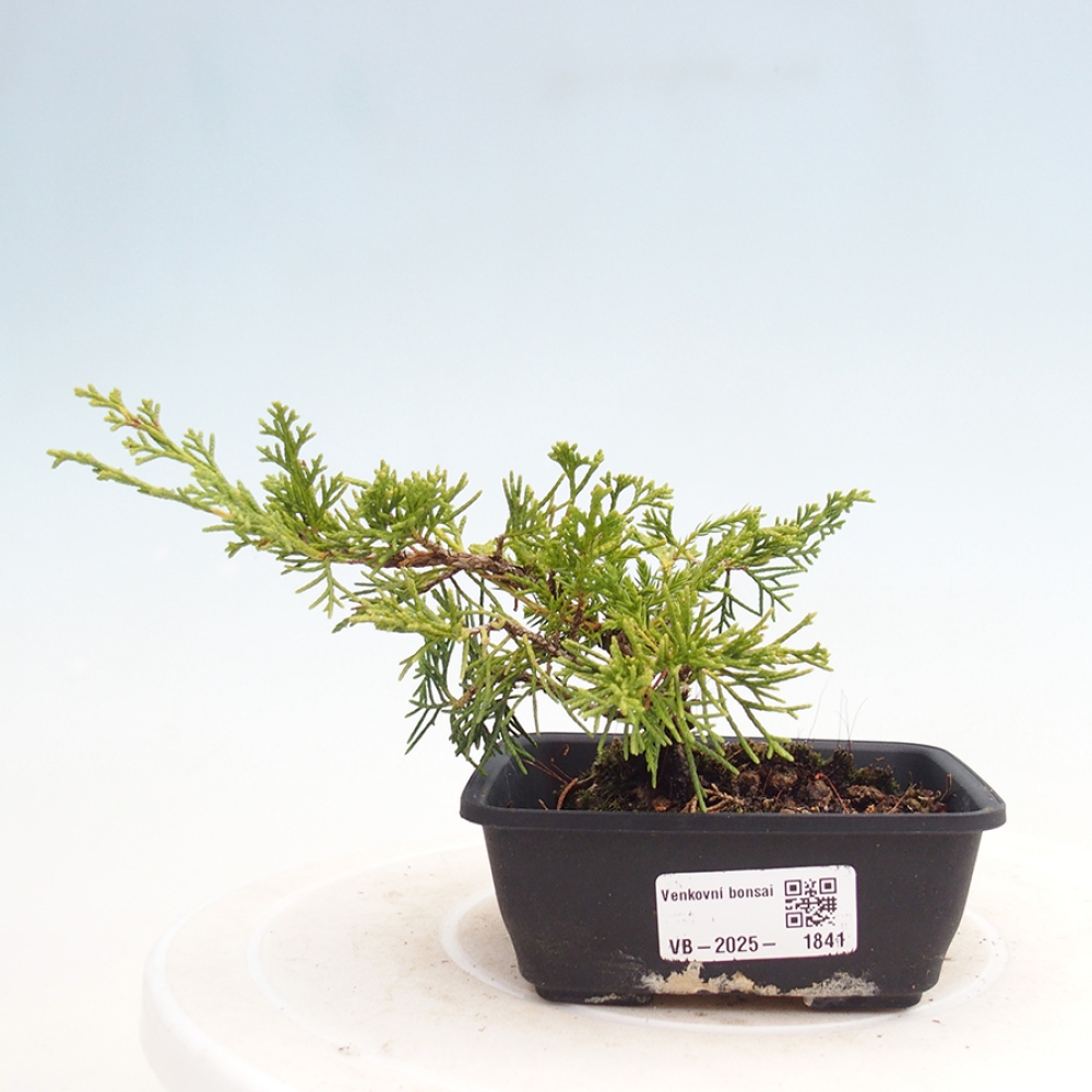 Venkovní bonsai - Juniperus chinensis Itoigawa -Jalovec čínský