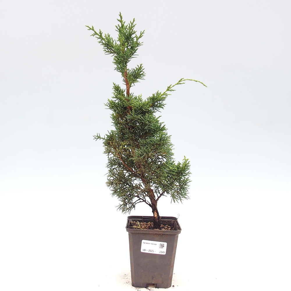 Venkovní bonsai - Juniperus chinensis Kishu -Jalovec čínský