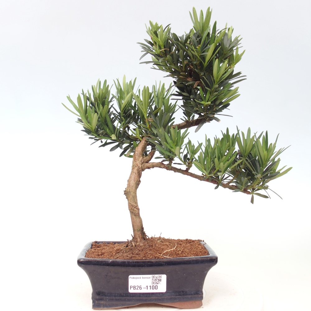 Pokojová bonsai - Podocarpus - Kamenný tis