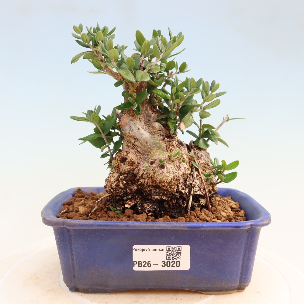 Pokojová bonsai - Olea europaea sylvestris -Oliva evropská drobnolistá