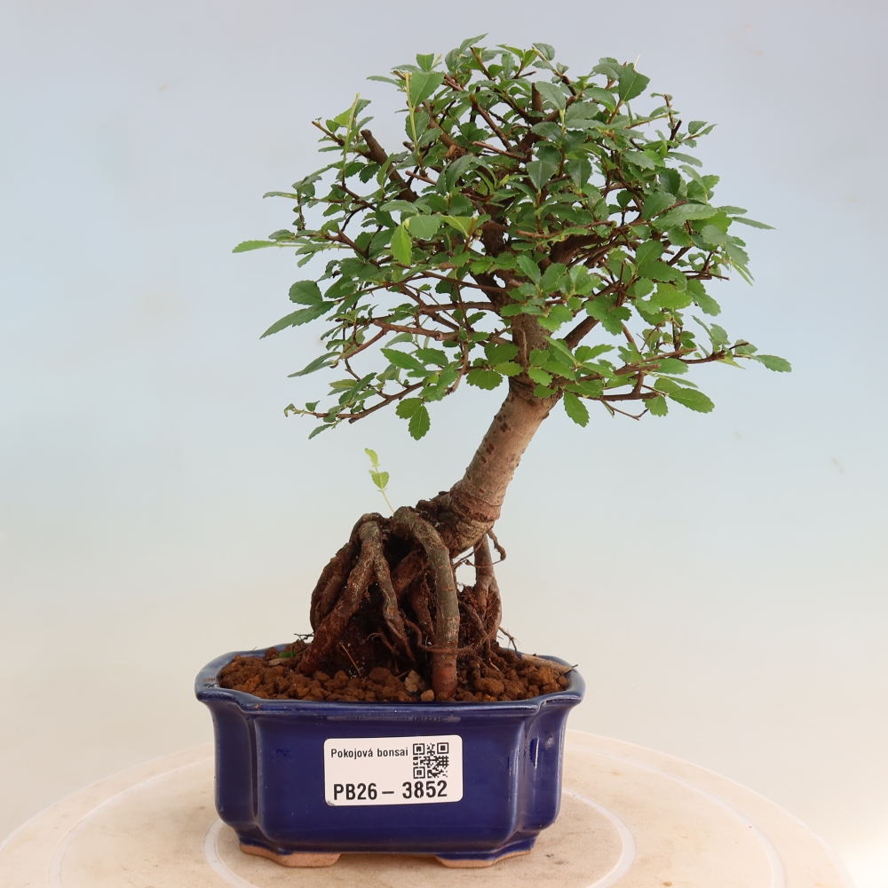 Pokojová bonsai - Ulmus parvifolia - Malolistý jilm