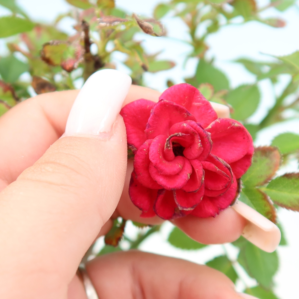 Venkovní bonsai - Rosa Kordes -  růže