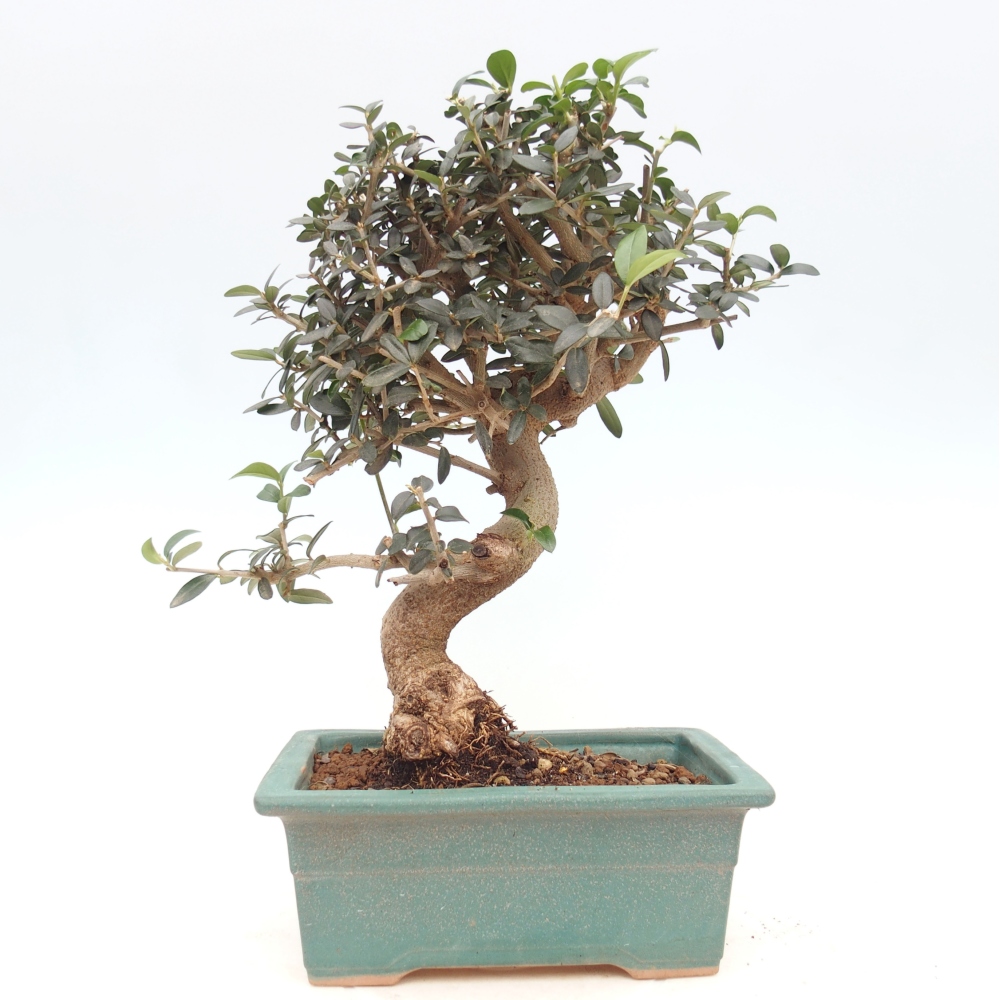 Pokojová bonsai - Olea europaea sylvestris -Oliva evropská drobnolistá