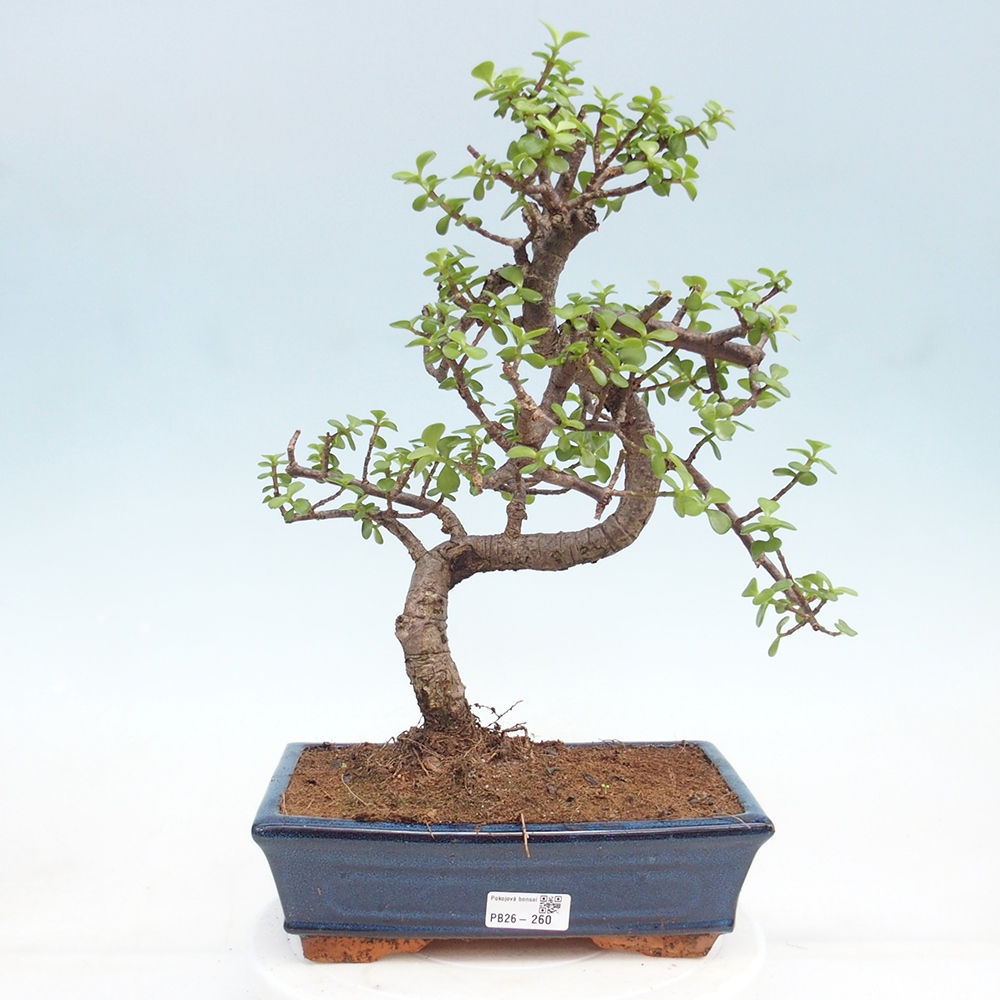 Pokojová bonsai - Portulakaria Afra - Tlustice