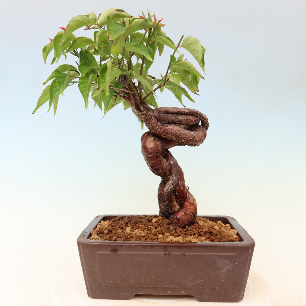 Venkovní bonsai -Japonská meruňka - Prunus Mume