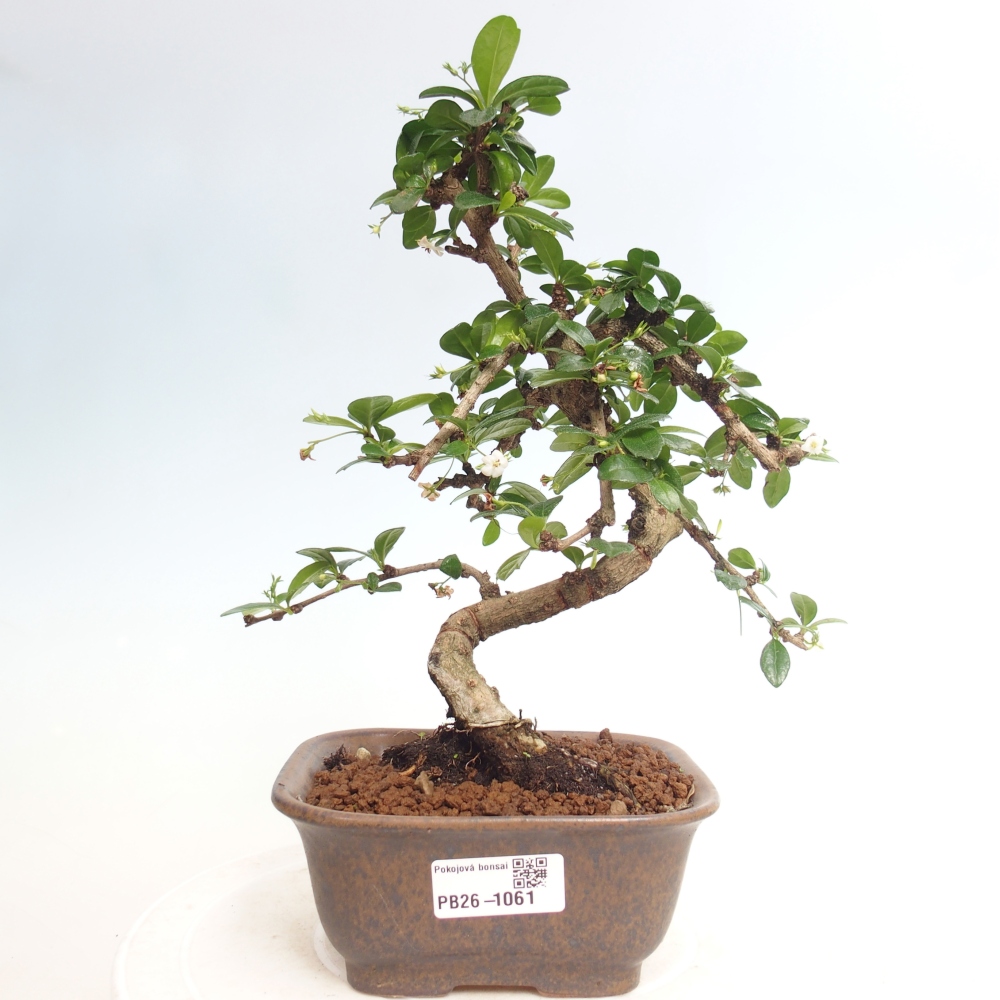 Pokojová bonsai - Carmona macrophylla - Čaj fuki