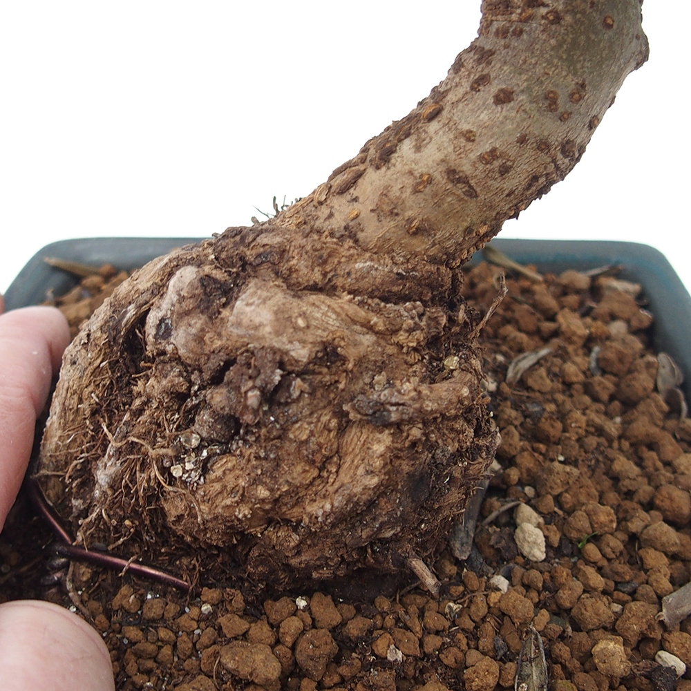 Pokojová bonsai - Olea europaea sylvestris -Oliva evropská drobnolistá