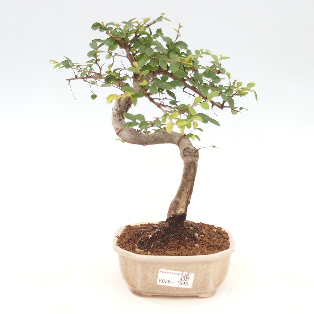 Pokojová bonsai - Ulmus parvifolia - Malolistý jilm