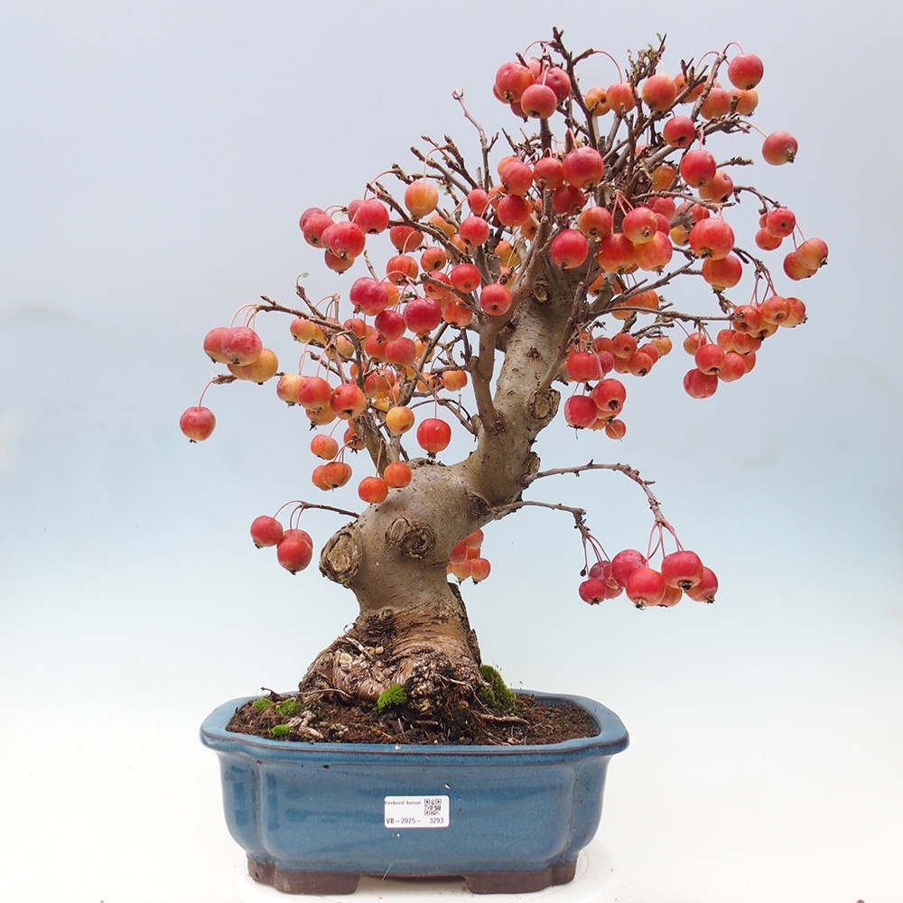 Venkovní bonsai -Malus halliana - Maloplodá jabloň