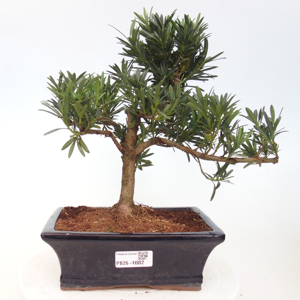 Pokojová bonsai - Podocarpus - Kamenný tis