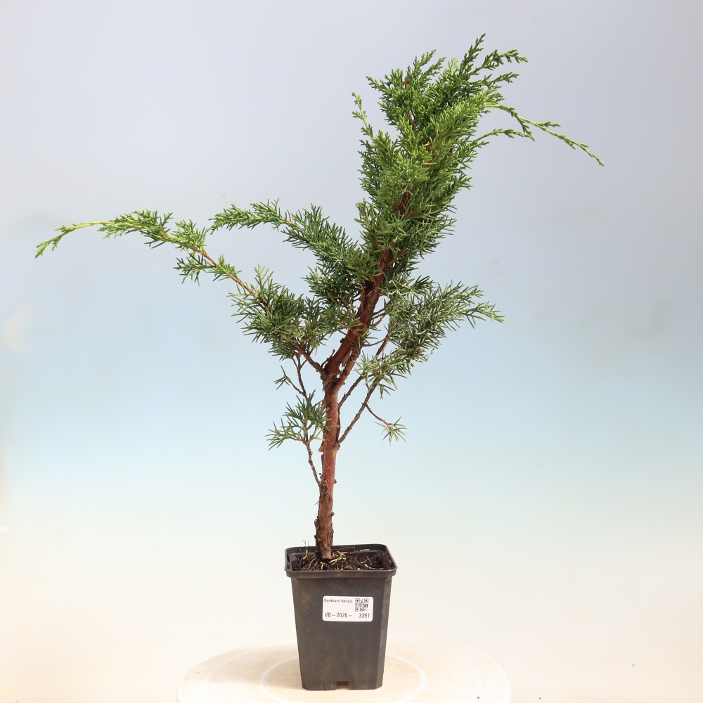 Venkovní bonsai - Juniperus chinensis Kishu -Jalovec čínský