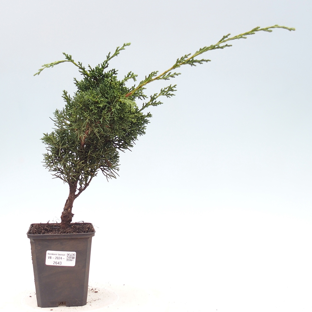 Venkovní bonsai - Juniperus chinensis Kishu -Jalovec čínský