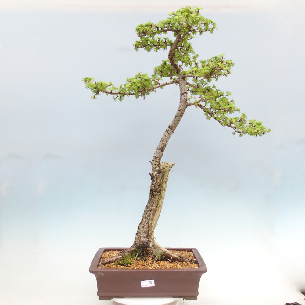 Venkovní bonsai -Larix decidua - Modřín opadavý - Pouze paletová přeprava