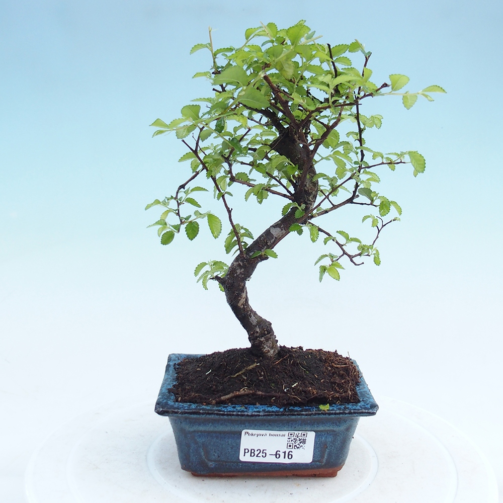 Pokojová bonsai - Ulmus parvifolia - Malolistý jilm