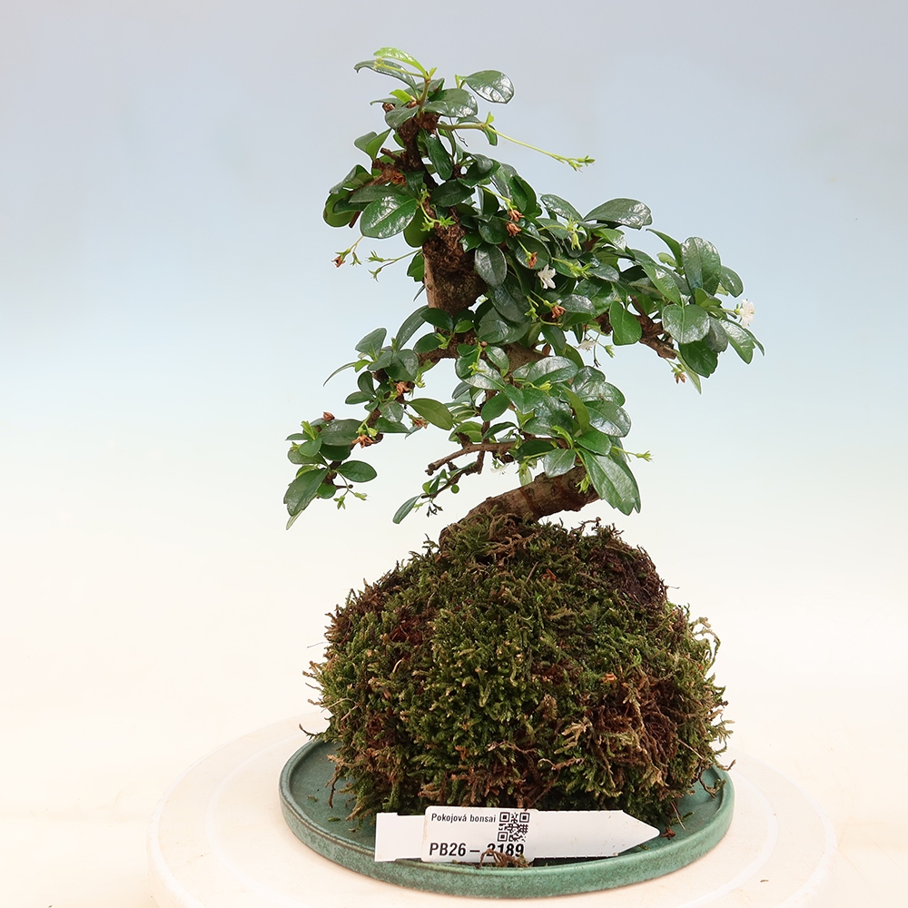 Kokedama s podmiskou - Čaj-fuki - Carmona macrophylla