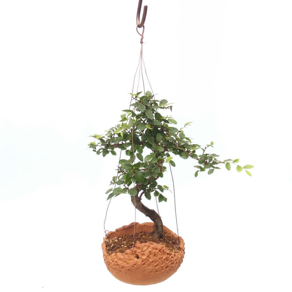 Kokedama v keramice -Ulmus parvifolia- malolistý jilm