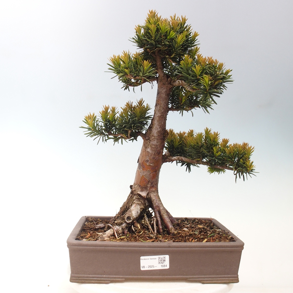 Venkovní bonsai - Taxus cuspidata  - Tis japonský